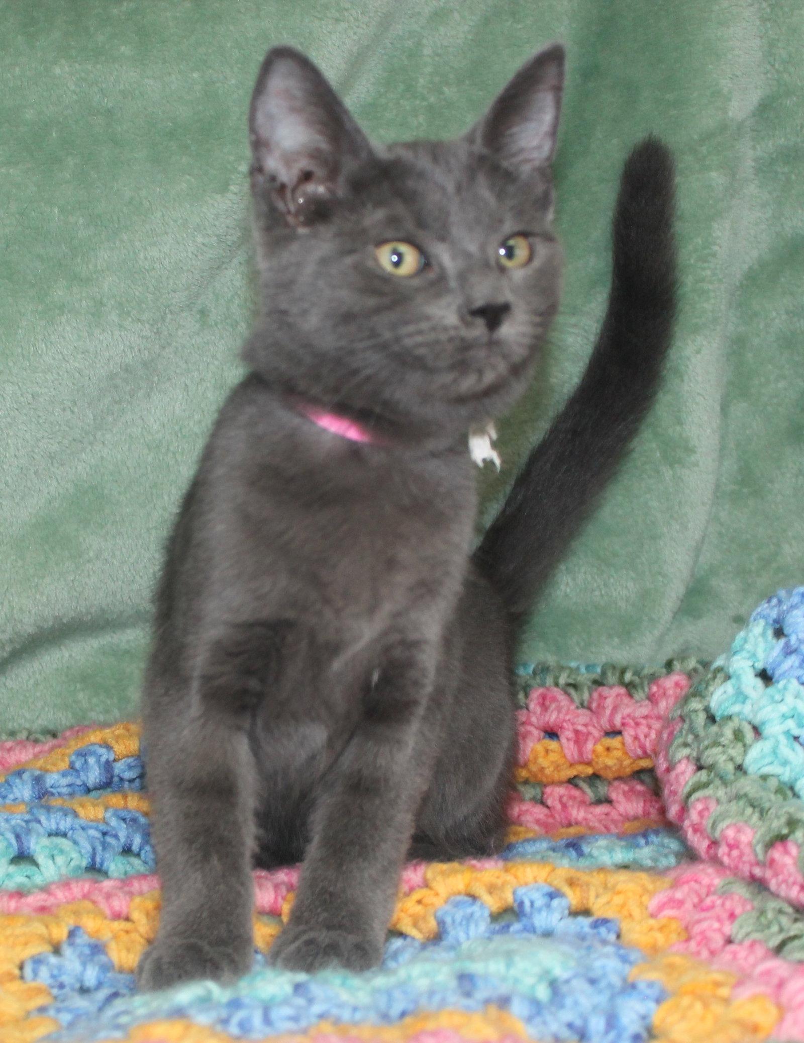 Enlarge Jordan - 43699, a Adoptable Domestic Short Hair in Prattville, AL image 3/3