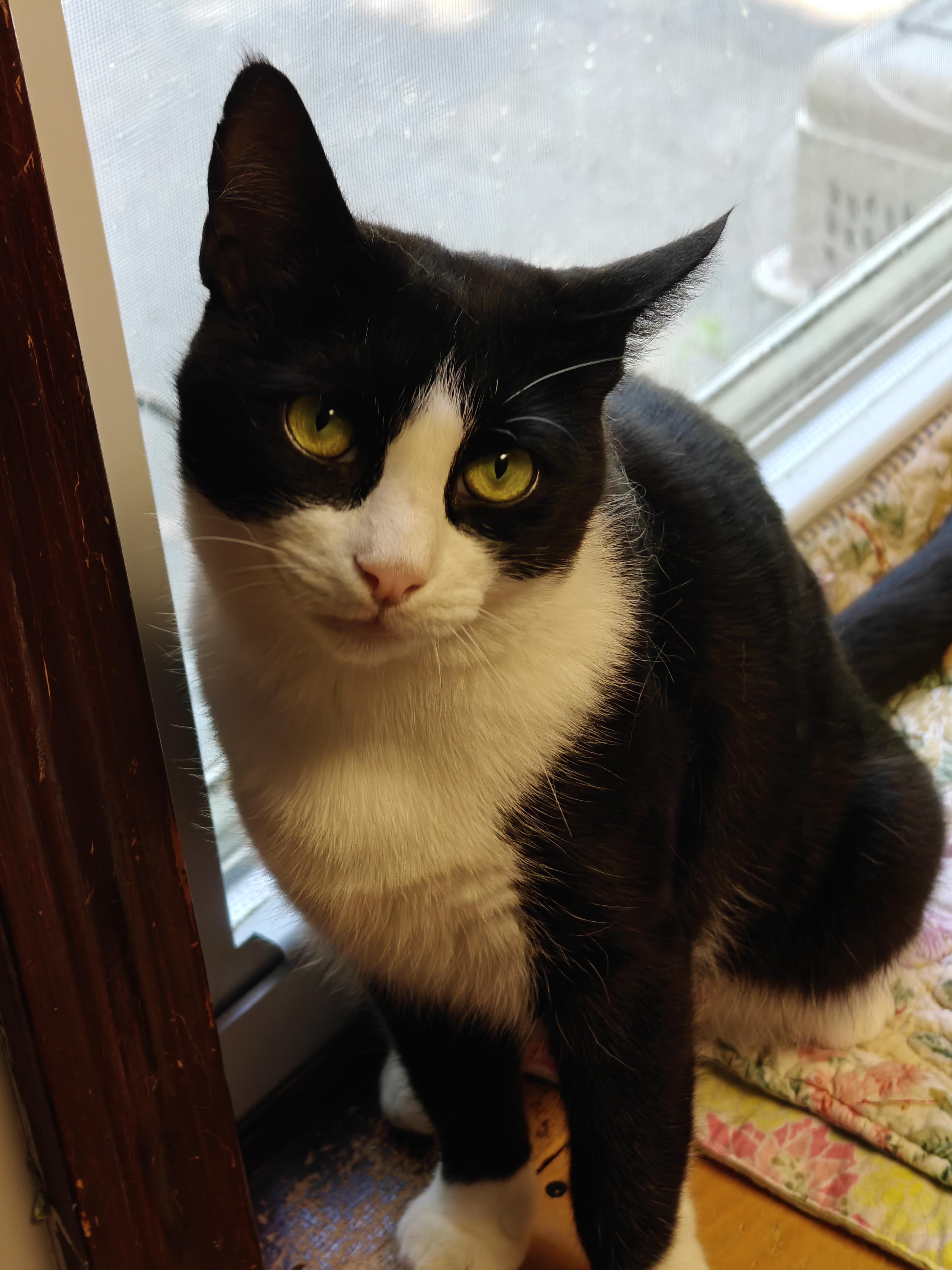 Enlarge Madame Butterfly, a ADOPTABLE Domestic Short Hair in New Britain, CT image 3/6