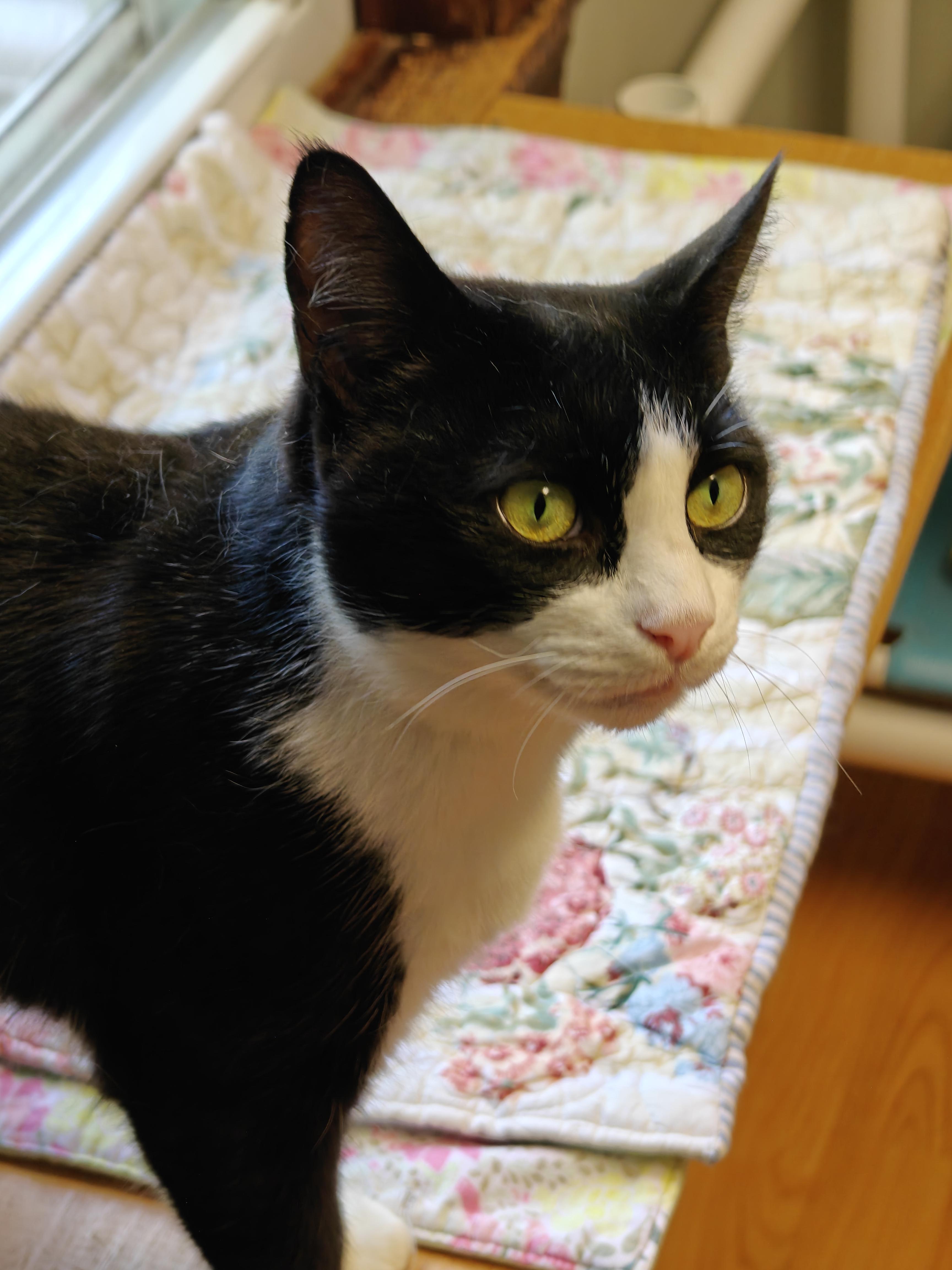 Madame Butterfly, ADOPTABLE, Young Female Domestic Short Hair.