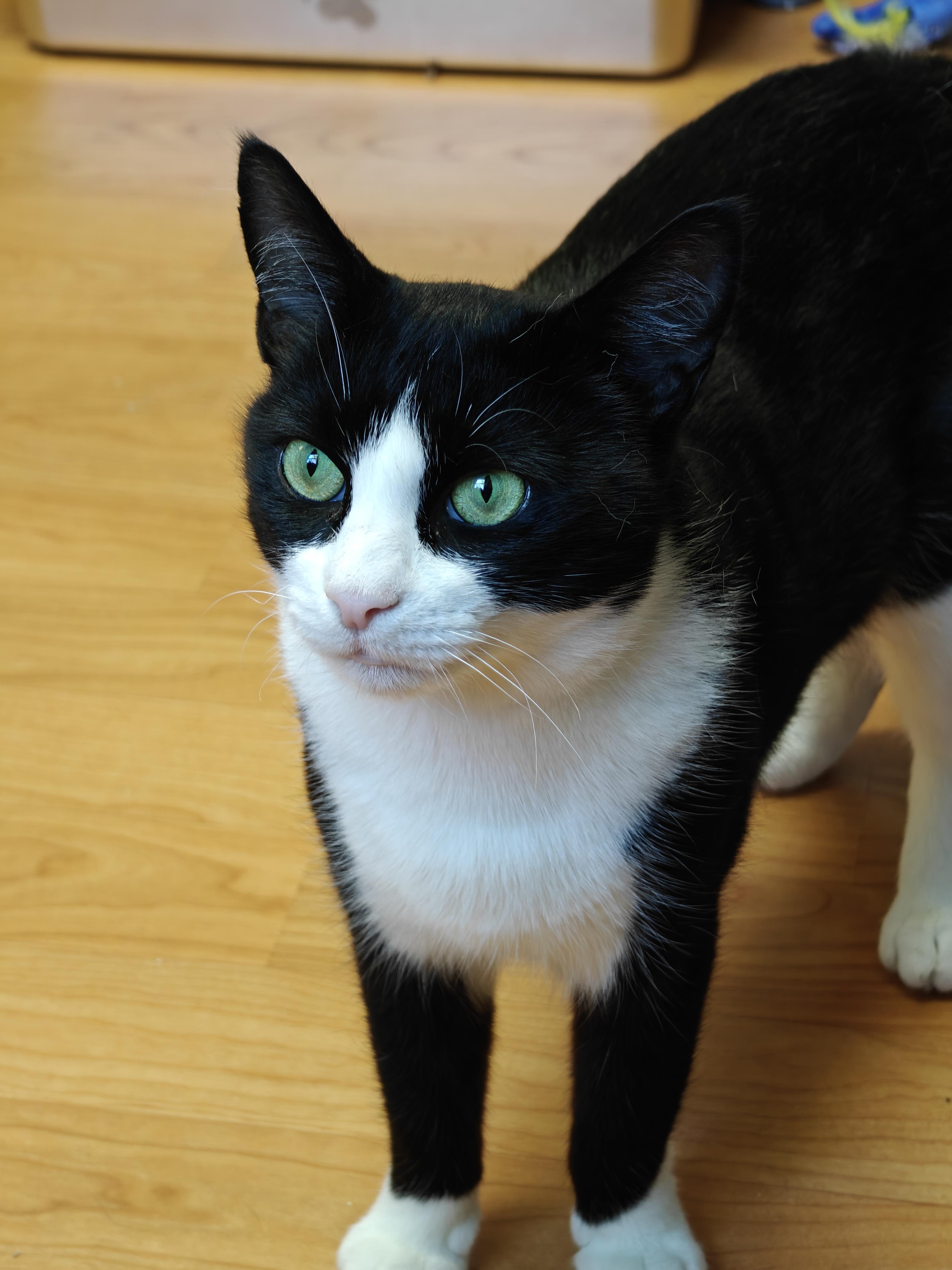 Enlarge Madame Butterfly, a ADOPTABLE Domestic Short Hair in New Britain, CT image 2/6