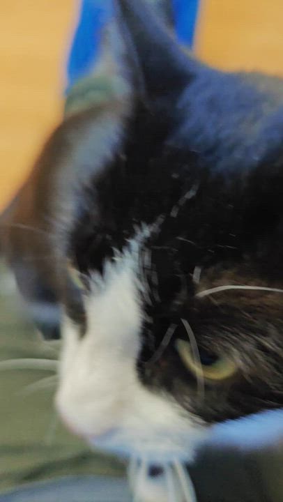 Enlarge Madame Butterfly, a ADOPTABLE Domestic Short Hair in New Britain, CT video 5/6