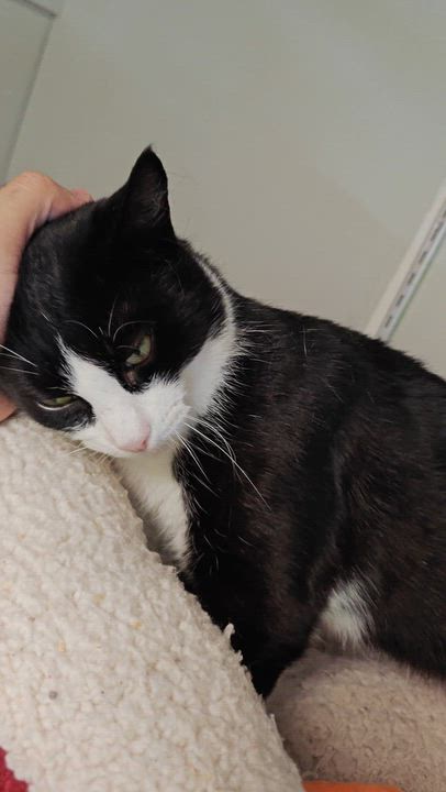 Enlarge Madame Butterfly, a ADOPTABLE Domestic Short Hair in New Britain, CT video 4/6