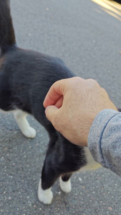 Enlarge Madame Butterfly, a ADOPTABLE Domestic Short Hair in New Britain, CT video 6/6