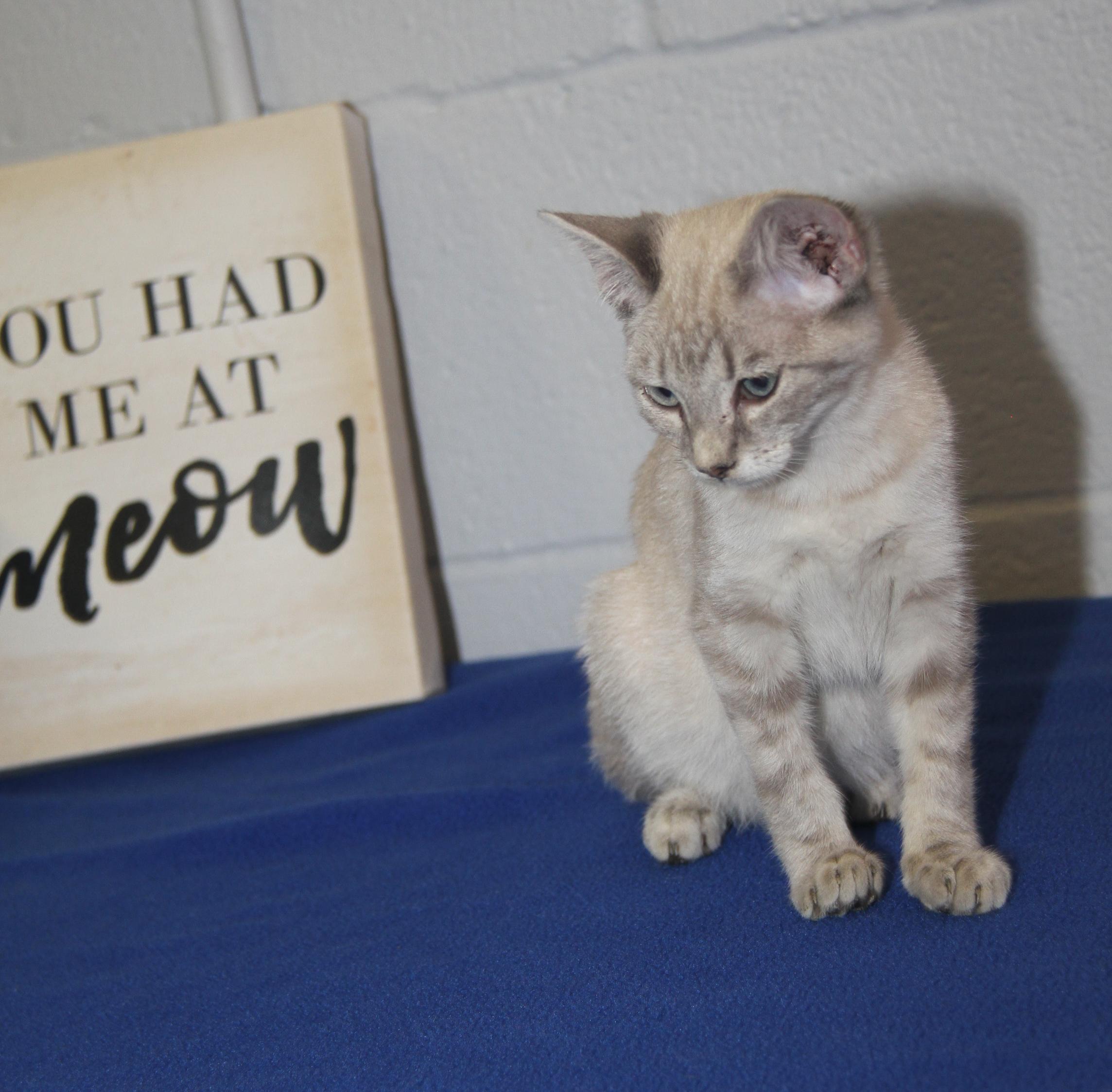 Enlarge Muffin (Spayed) (Photos 7/4/2025), an adopted mixed breed in Marietta, OH image 3/6