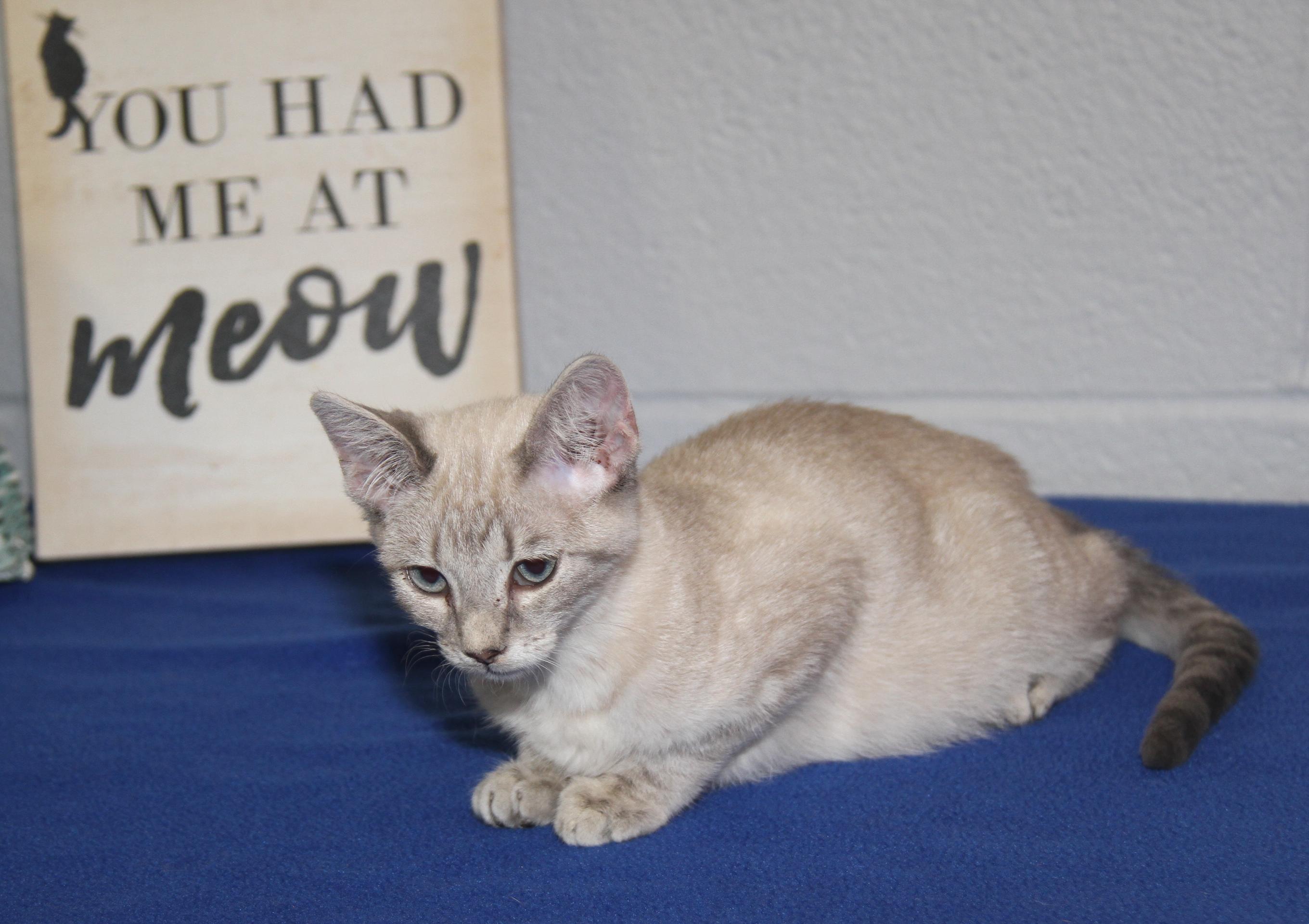 Enlarge Muffin (Spayed) (Photos 7/4/2025), an adopted mixed breed in Marietta, OH image 5/6