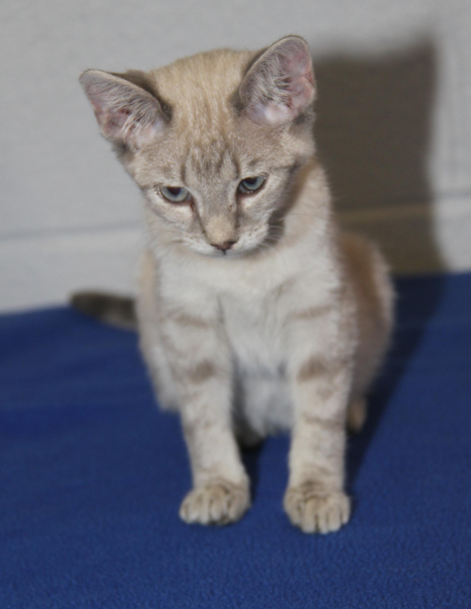 Enlarge Muffin (Spayed) (Photos 7/4/2025), an adopted mixed breed in Marietta, OH image 4/6