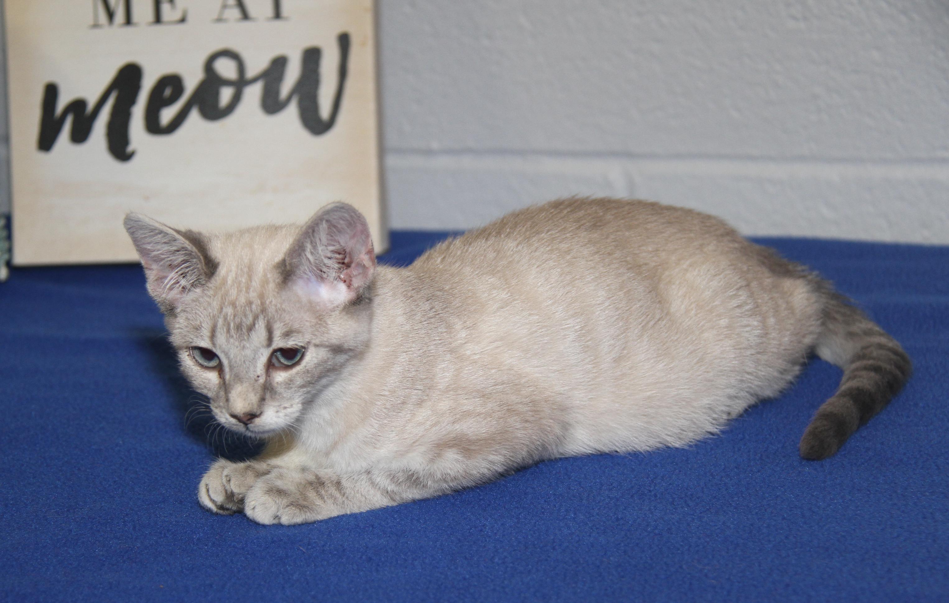 Muffin (Spayed) (Photos 7/4/2025), adopted, Kitten Female Siamese.