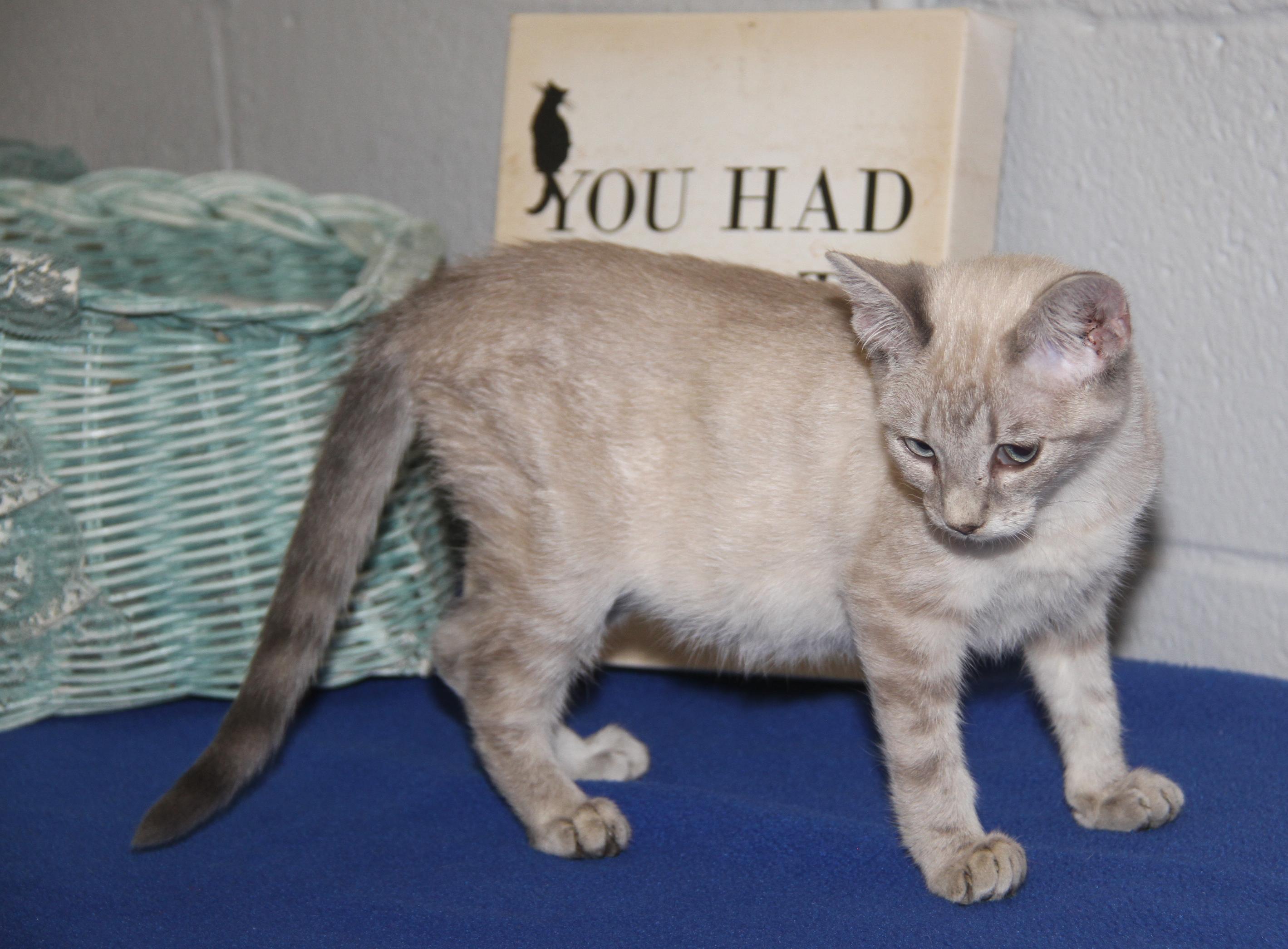 Enlarge Muffin (Spayed) (Photos 7/4/2025), an adopted mixed breed in Marietta, OH image 2/6