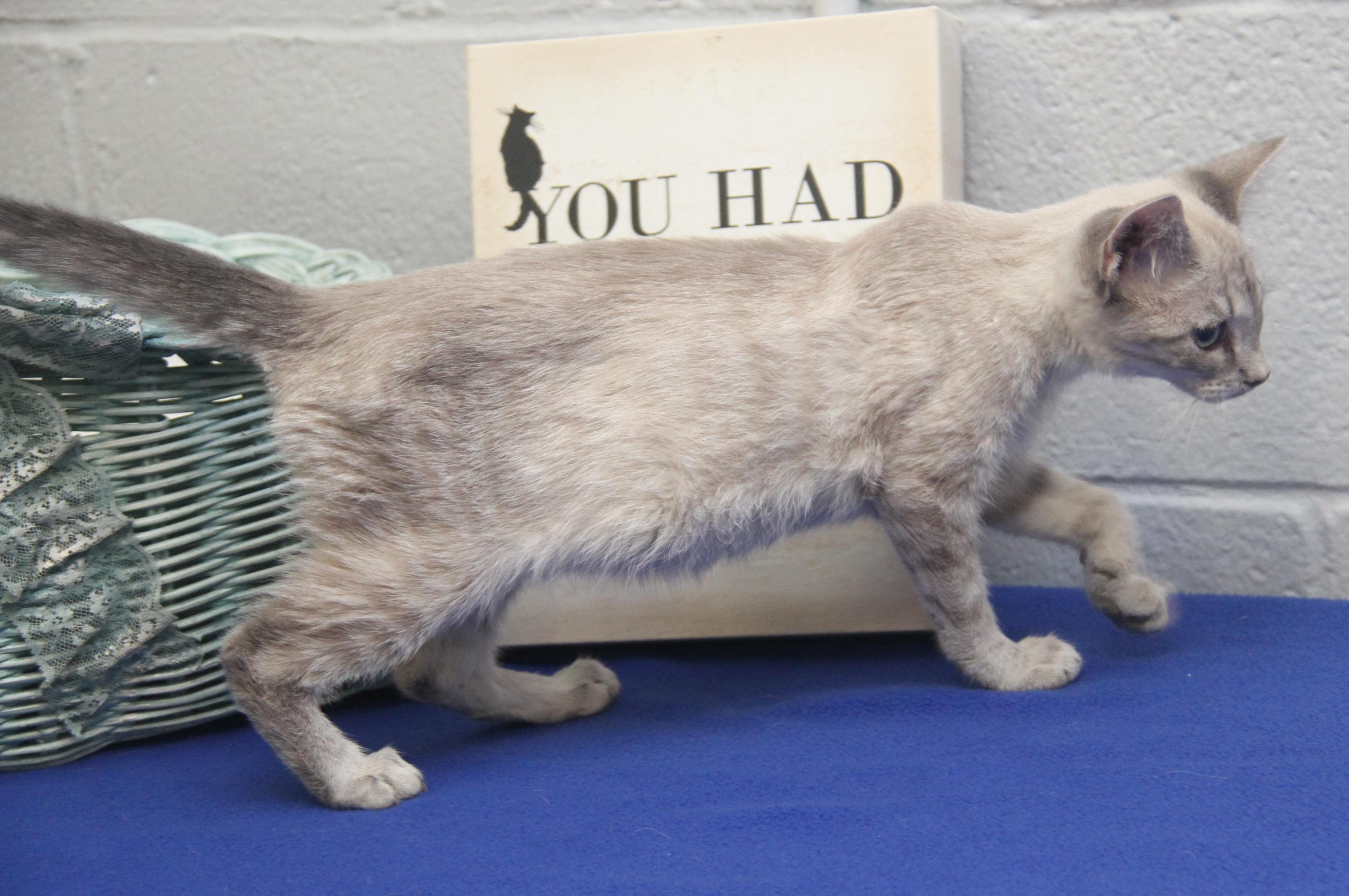 Enlarge Muffin (Spayed) (Photos 7/4/2025), an adopted mixed breed in Marietta, OH image 6/6