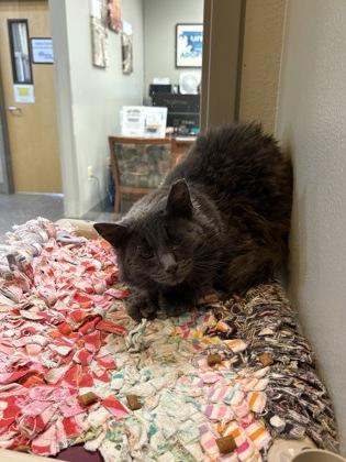 Buttercup, an adoptable Domestic Long Hair in Redmond, OR, 97756 | Photo Image 1