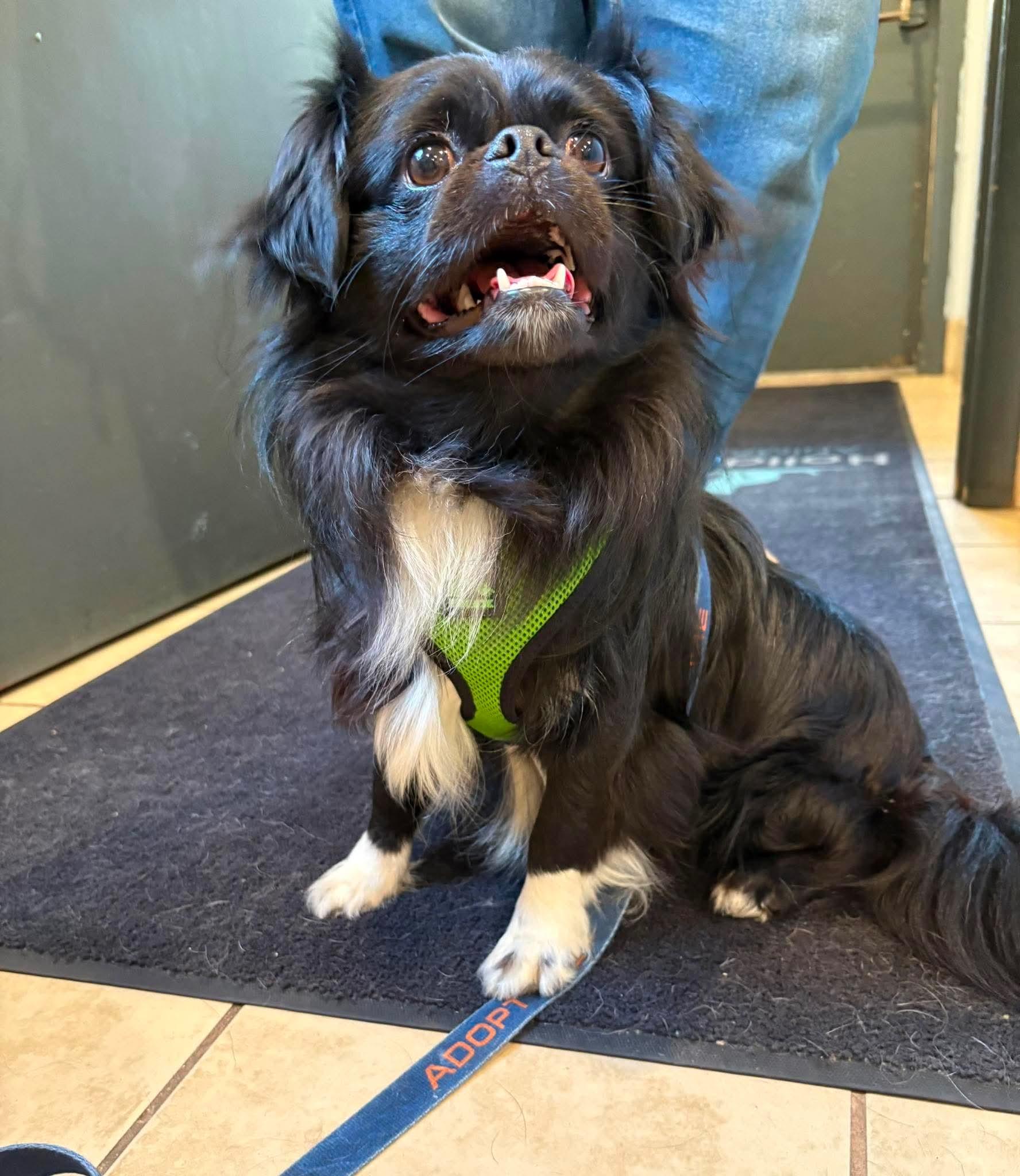 POW, ADOPTABLE, Adult Male Pekingese & Chihuahua.