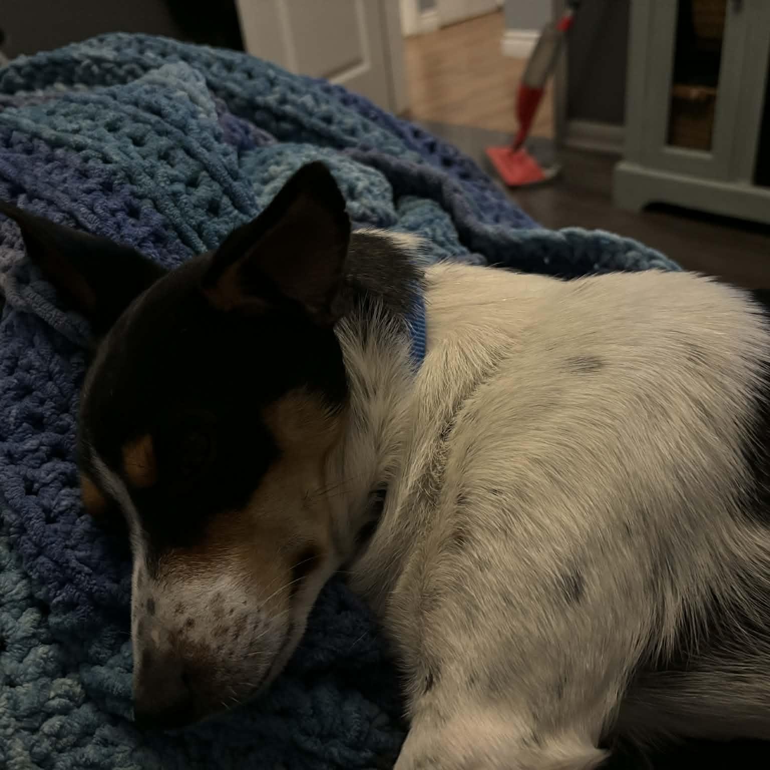 Papaya, a Adoptable mixed breed in Windsor, ON image 2/5