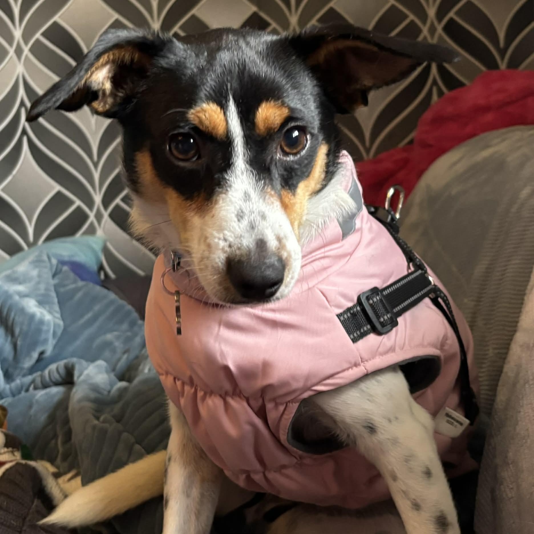 Papaya, a Adoptable mixed breed in Windsor, ON image 1/5