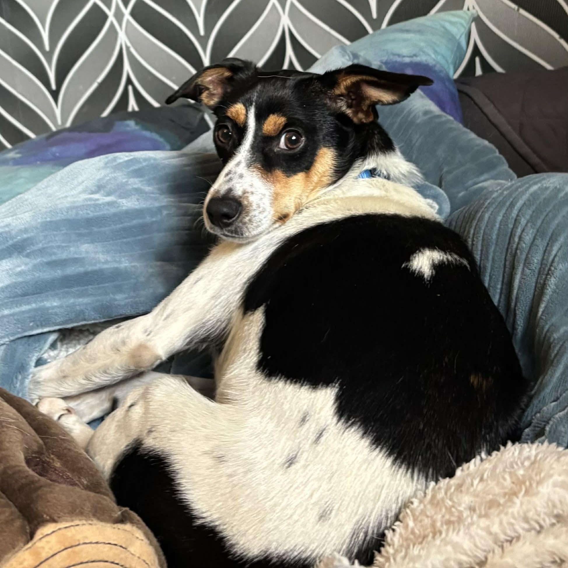 Papaya, a Adoptable mixed breed in Windsor, ON image 3/5