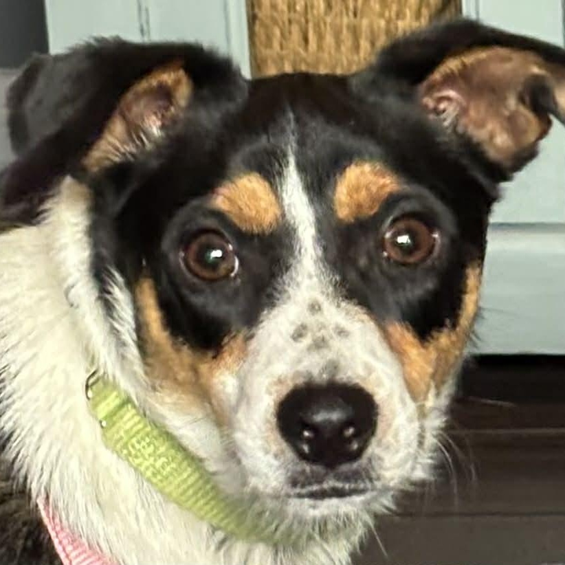 Papaya, a Adoptable mixed breed in Windsor, ON image 4/5