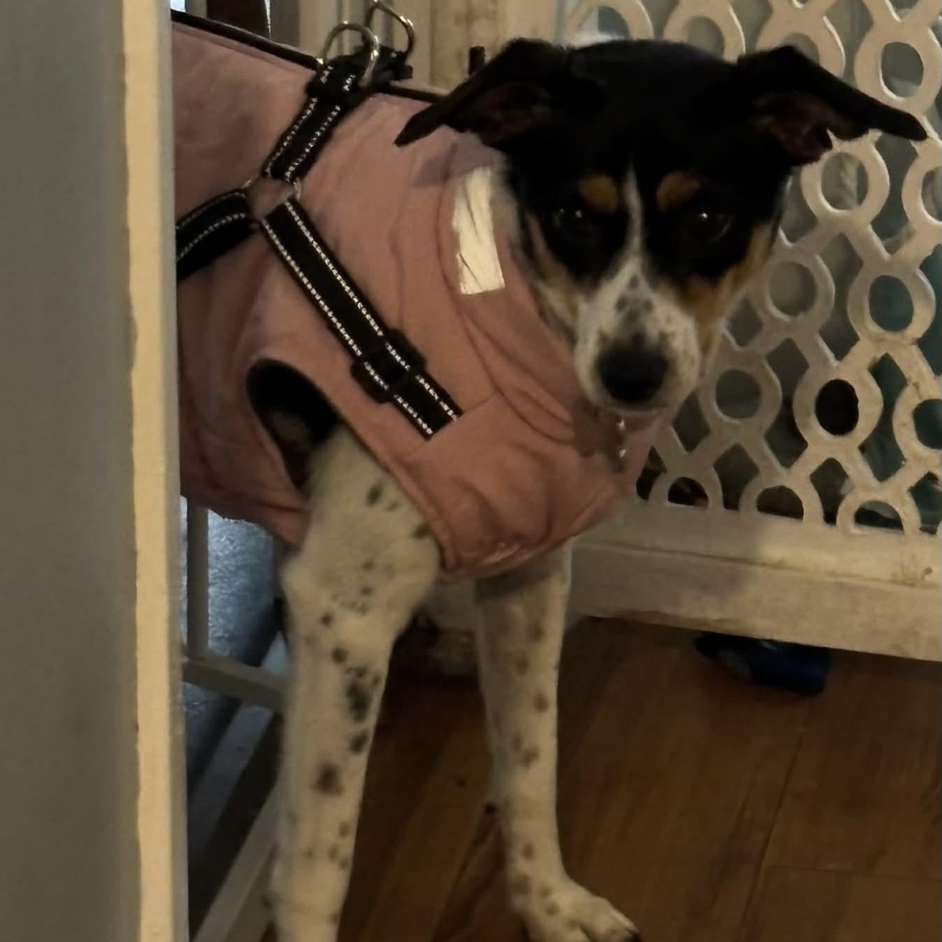 Papaya, a Adoptable mixed breed in Windsor, ON image 5/5