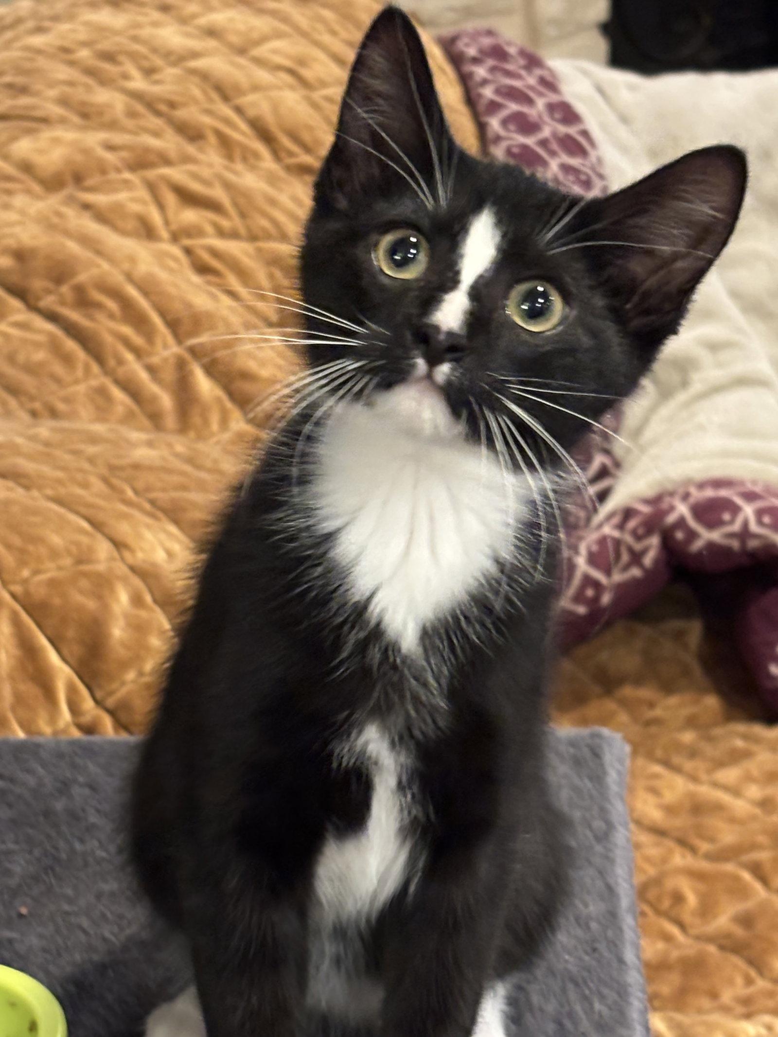 Waffles, Adoptable, Kitten Male Domestic Short Hair & Tuxedo.