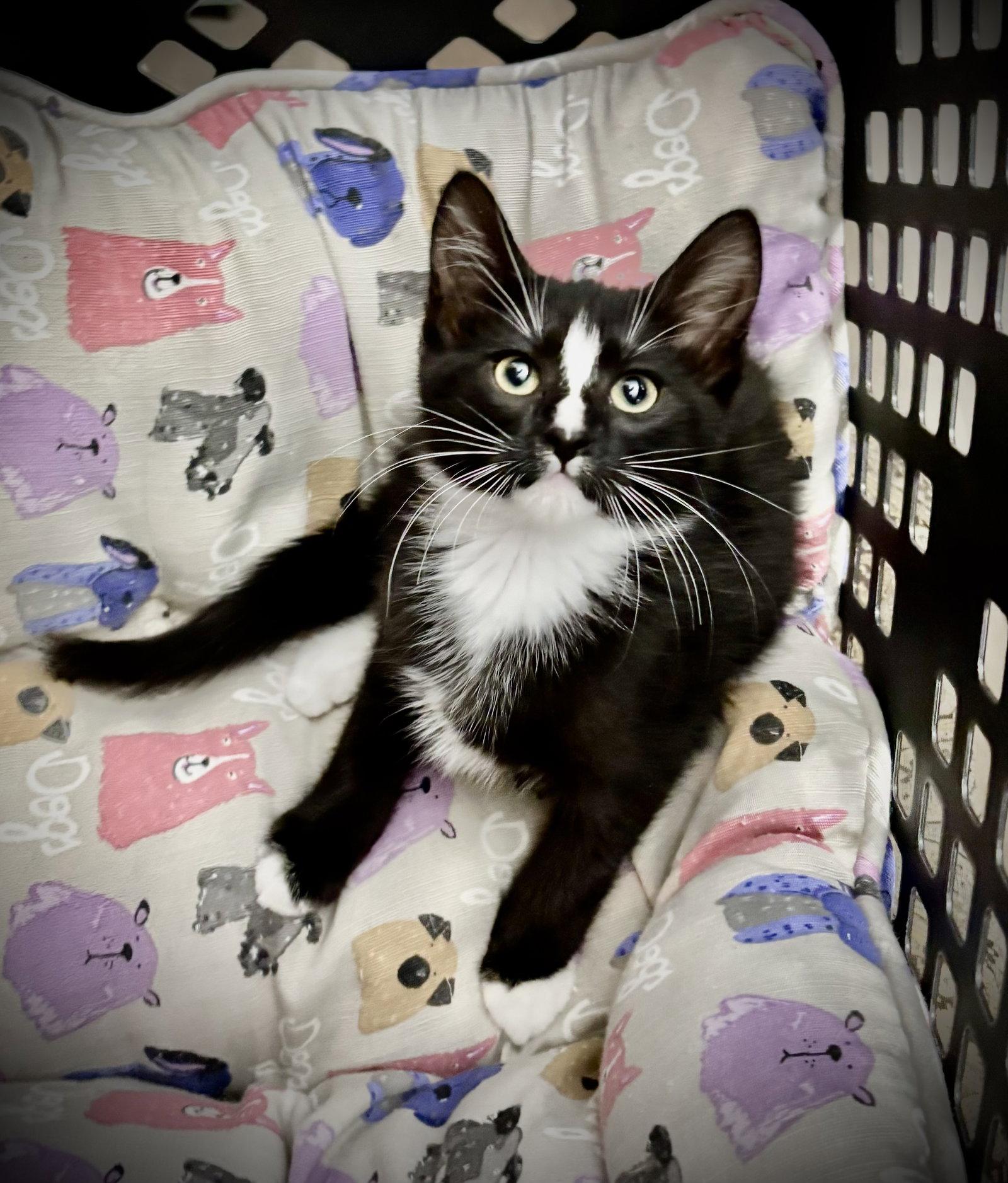 Waffles, Adoptable, Kitten Male Domestic Short Hair & Tuxedo.
