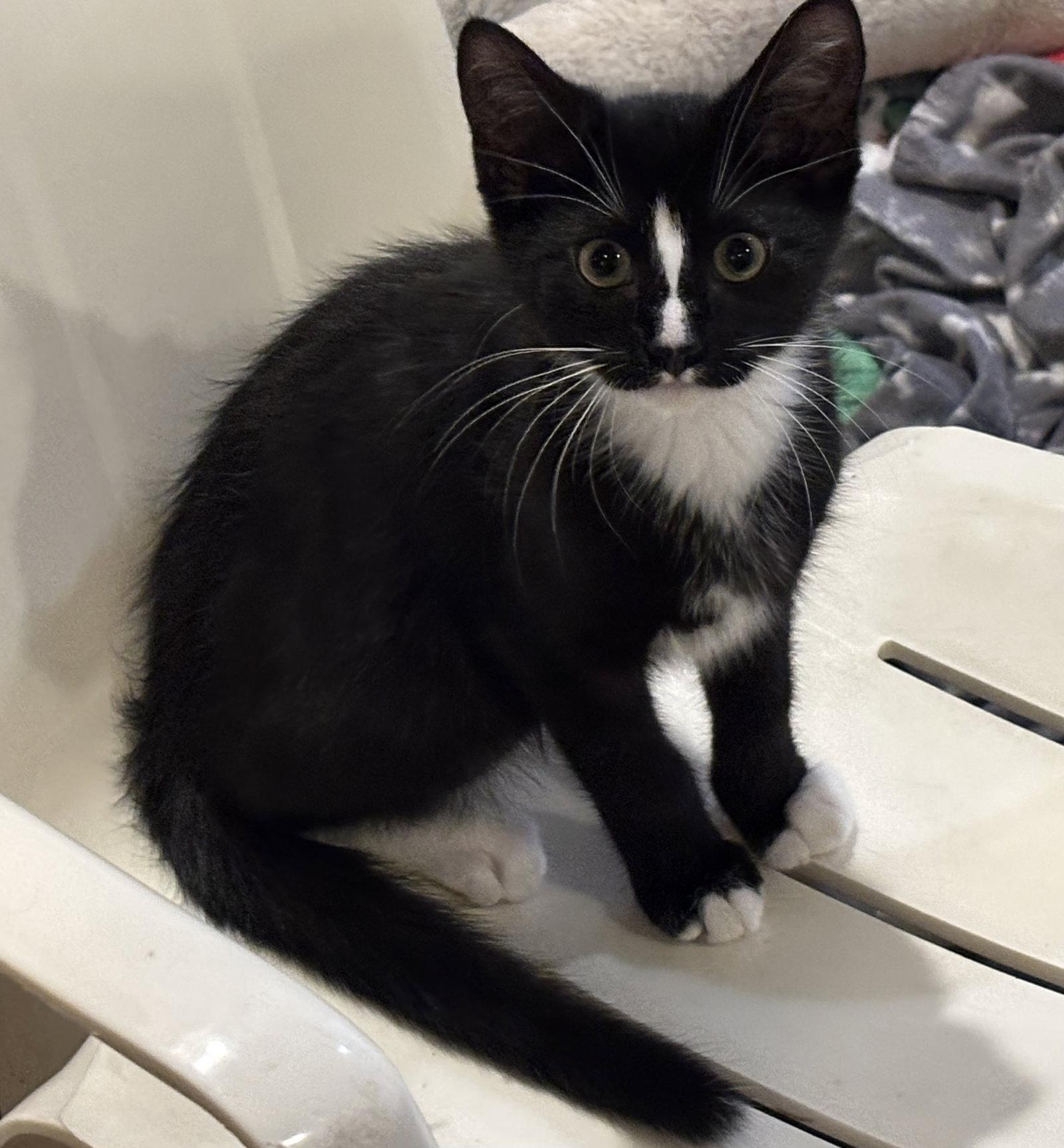Enlarge Waffles, a Adoptable mixed breed in Arlington, TX image 3/3