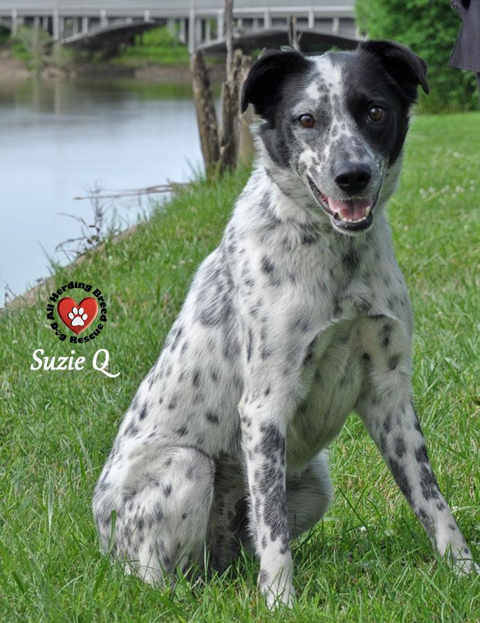 Suzie photo 2