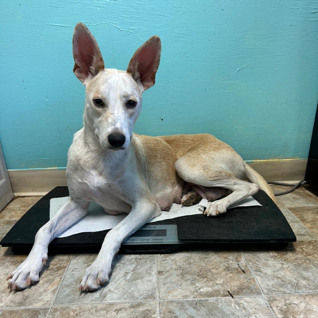 Tatiana, a Adoptable mixed breed in Boerne, TX image 1/5