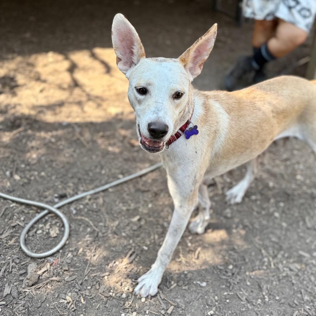 Tatiana, a Adoptable mixed breed in Boerne, TX image 2/5