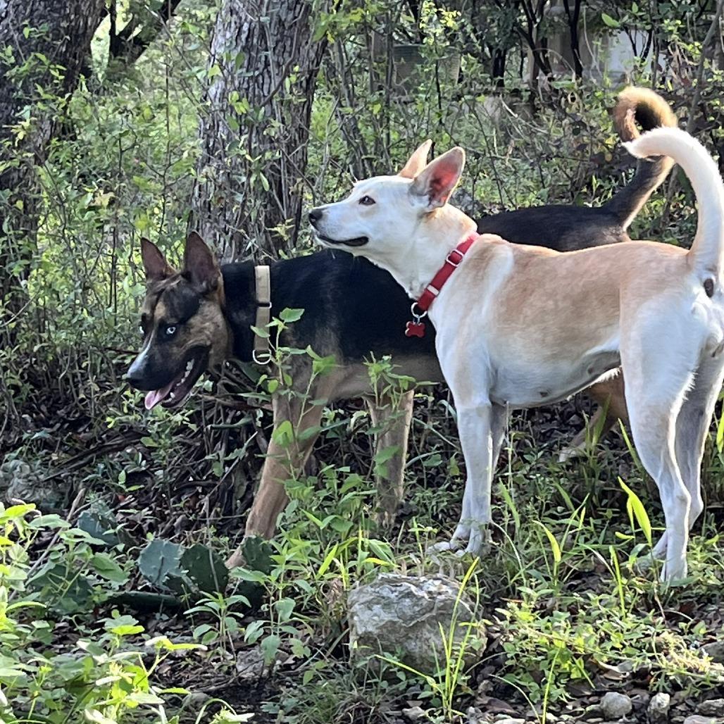 Tatiana, a Adoptable mixed breed in Boerne, TX image 1/6