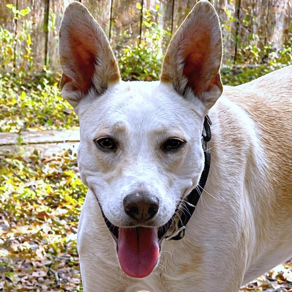 Tatiana, Adoptable, Adult Female Cattle Dog & Shepherd.