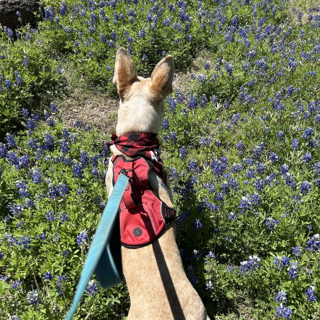 Enlarge Tatiana, a Adoptable mixed breed in Boerne, TX image 2/6