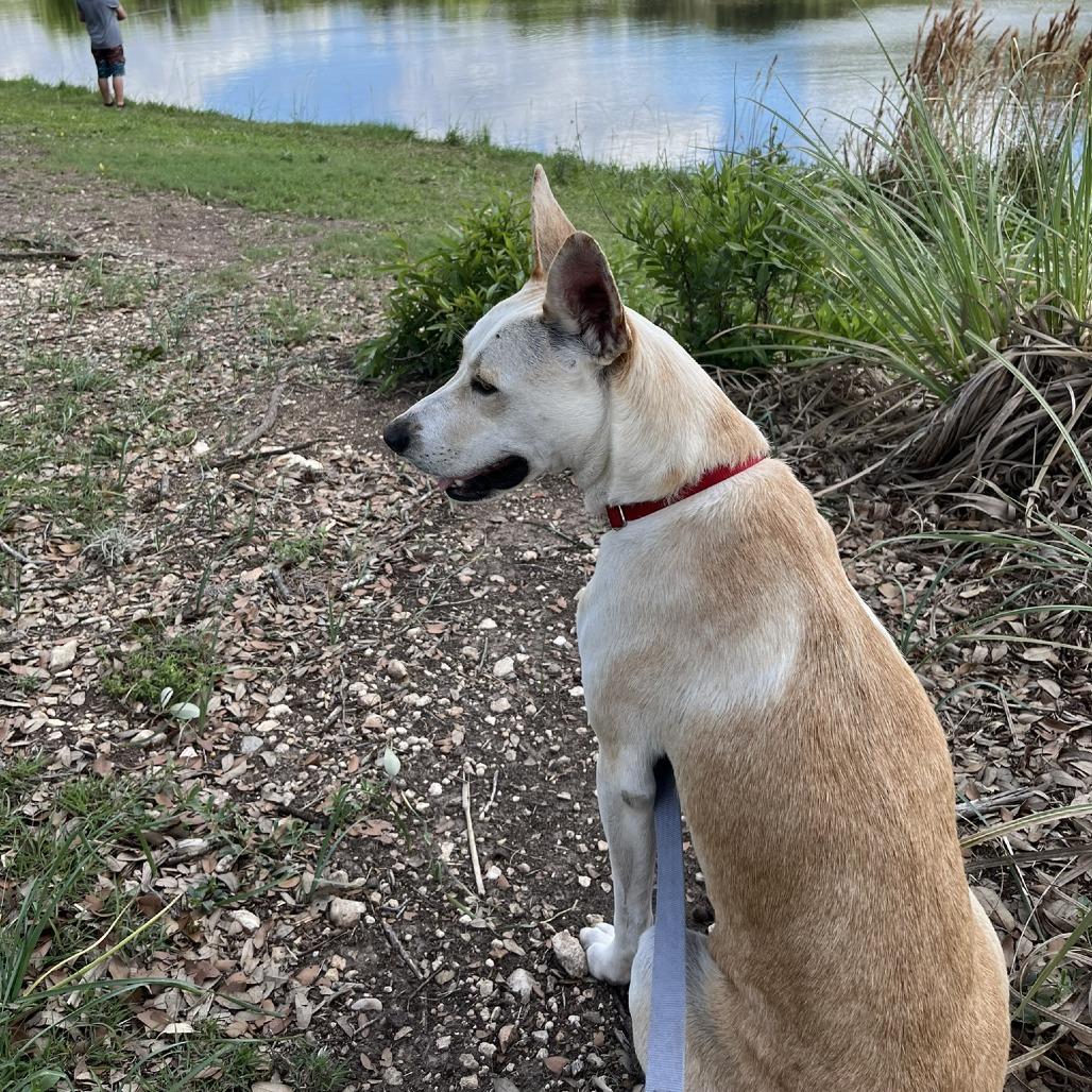 Tatiana, a Adoptable mixed breed in Boerne, TX image 4/6
