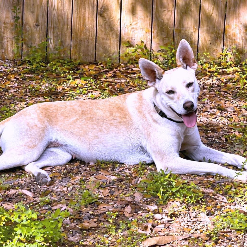 Enlarge Tatiana, a Adoptable mixed breed in Boerne, TX image 3/6