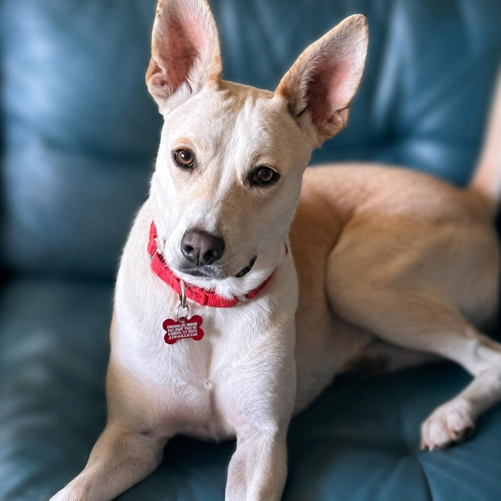 Tatiana, Adoptable, Adult Female Cattle Dog & Shepherd.