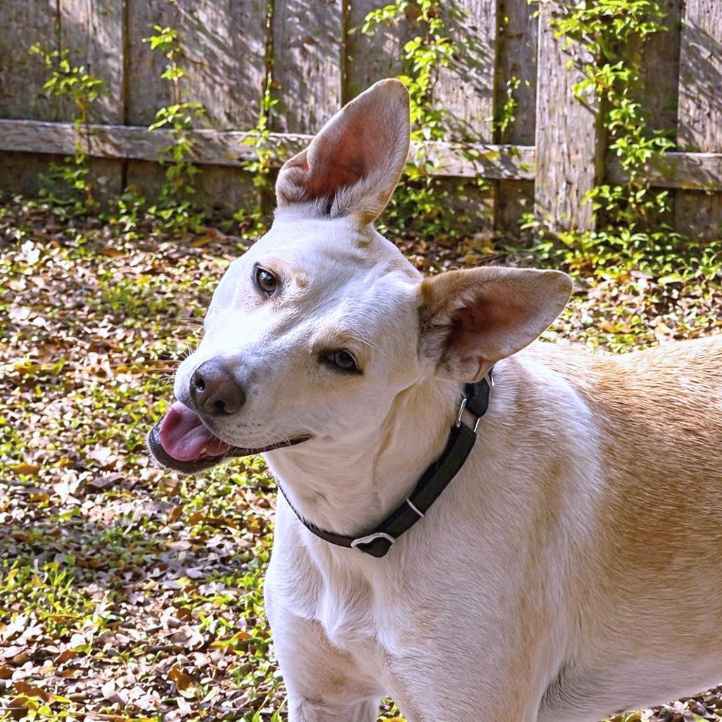 Enlarge Tatiana, a Adoptable mixed breed in Boerne, TX image 4/6