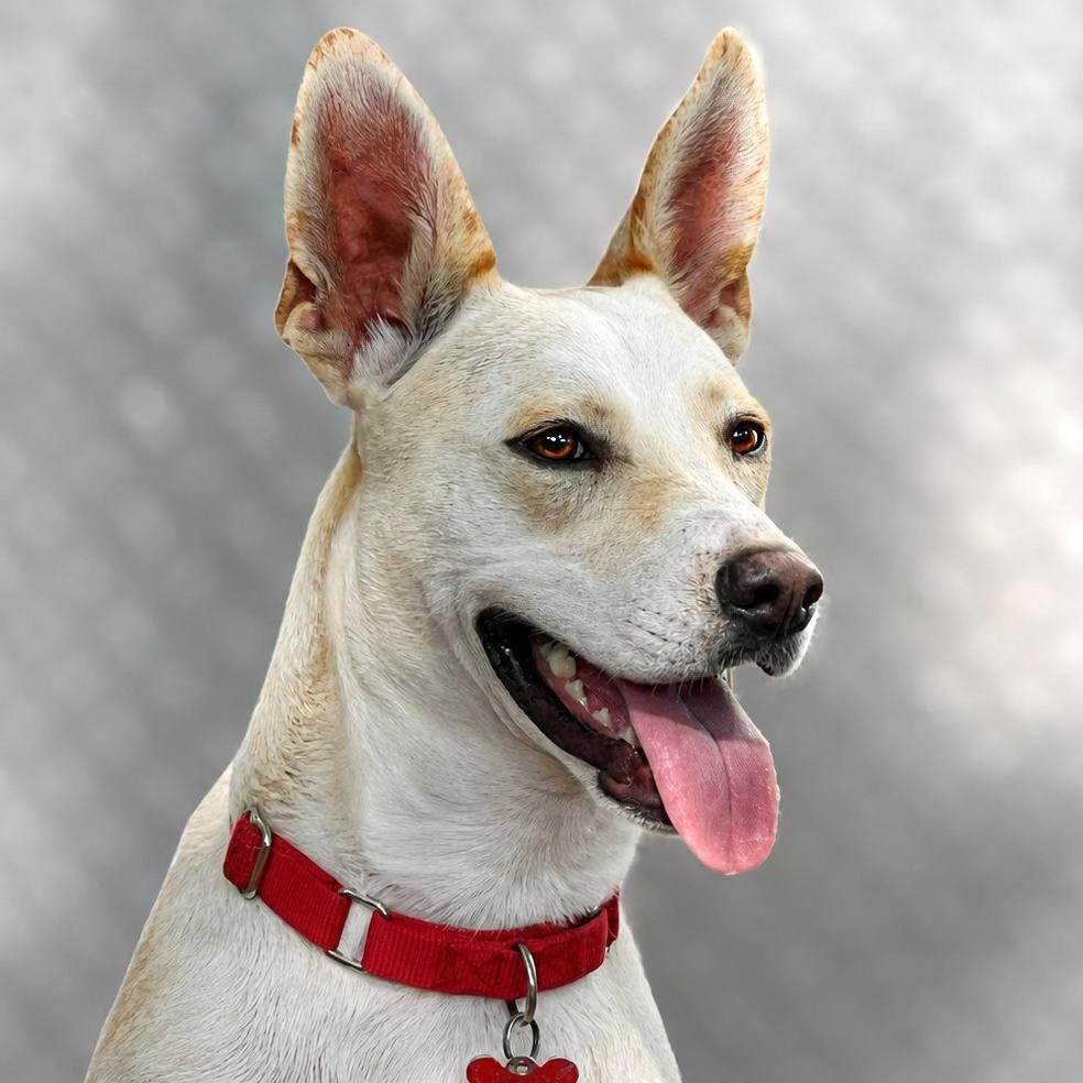 Tatiana, a Adoptable mixed breed in Boerne, TX image 2/5