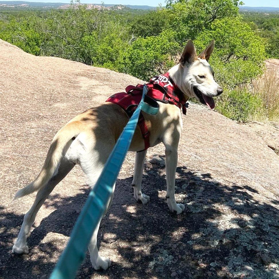 Tatiana, a Adoptable mixed breed in Boerne, TX image 5/6