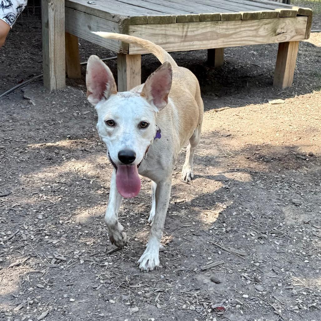 Tatiana, a Adoptable mixed breed in Boerne, TX image 3/5