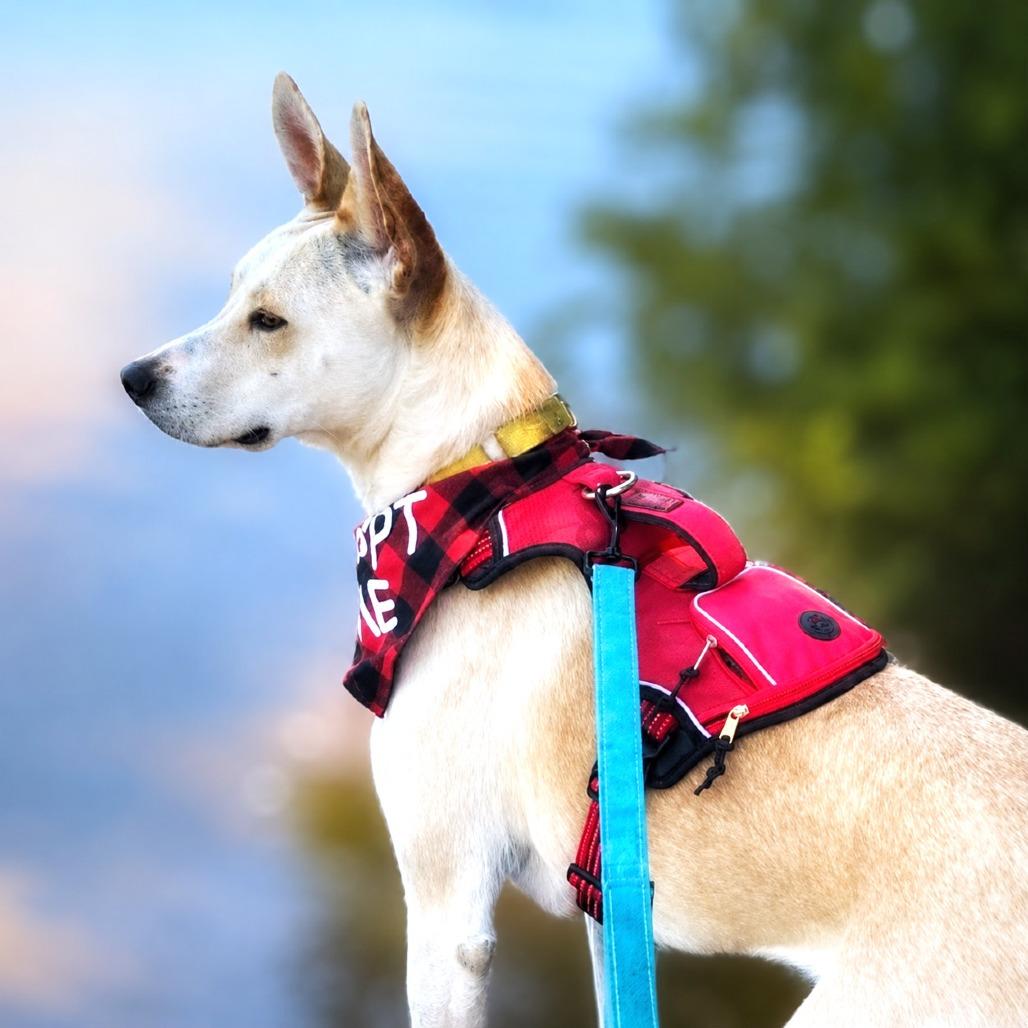 Tatiana, a Adoptable mixed breed in Boerne, TX image 4/5