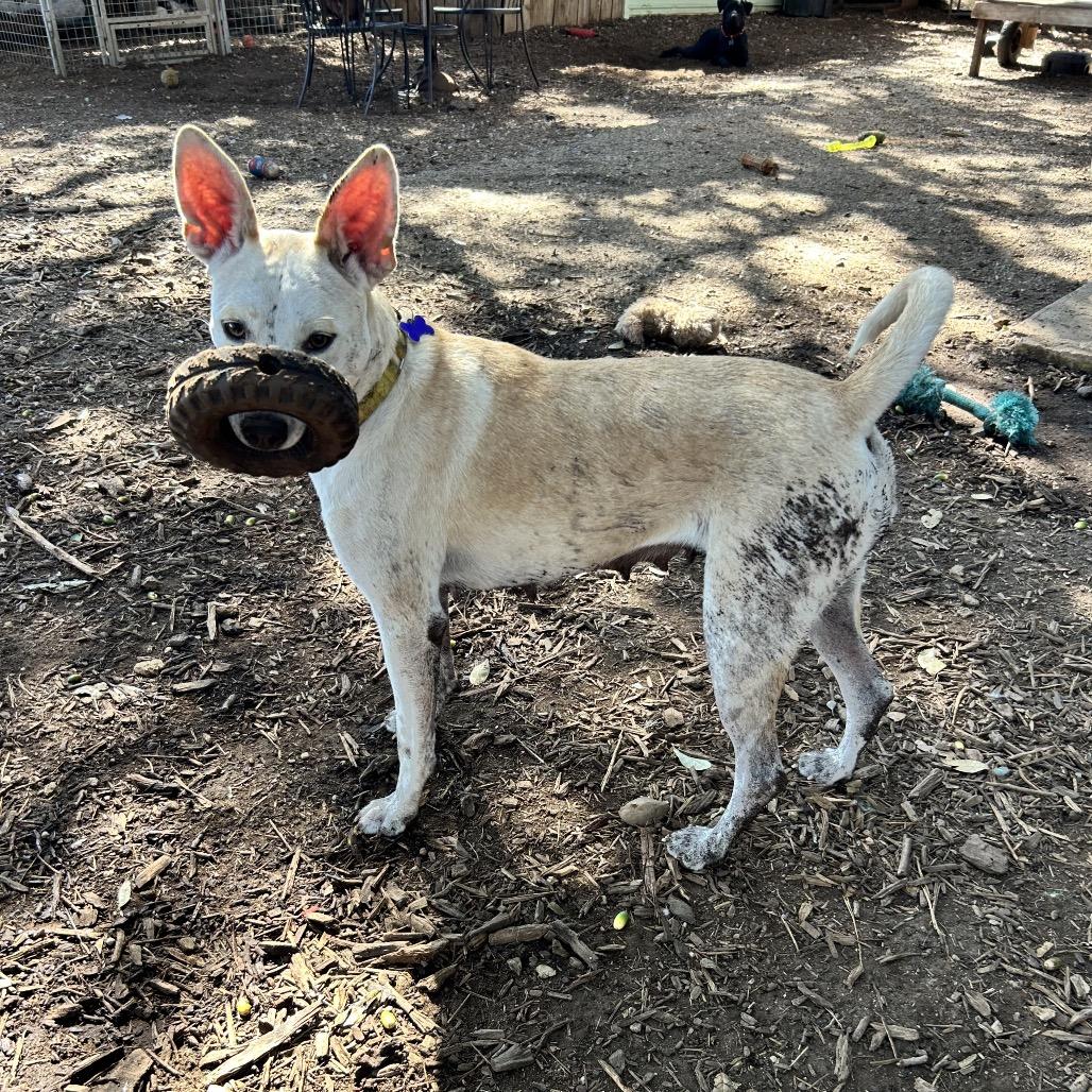 Tatiana, a Adoptable mixed breed in Boerne, TX image 4/5