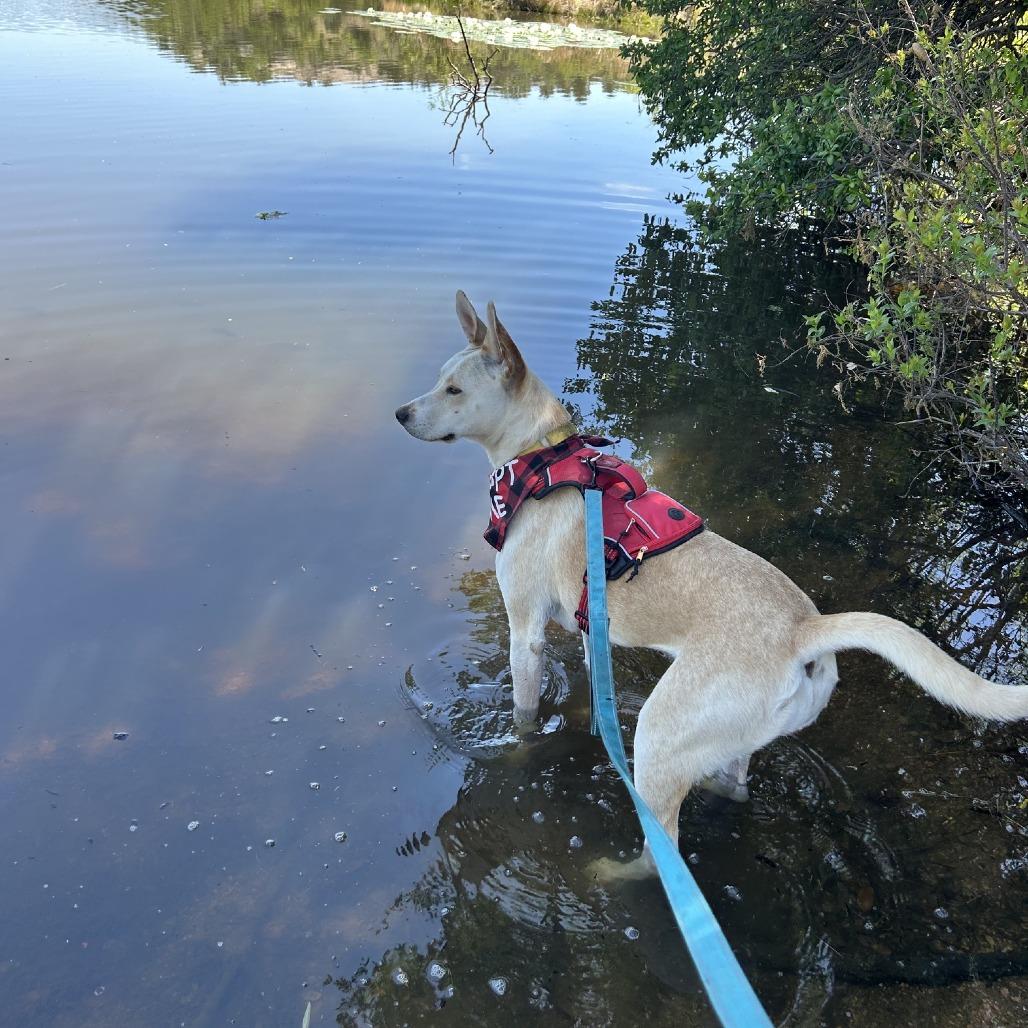 Enlarge Tatiana, a Adoptable mixed breed in Boerne, TX image 5/6