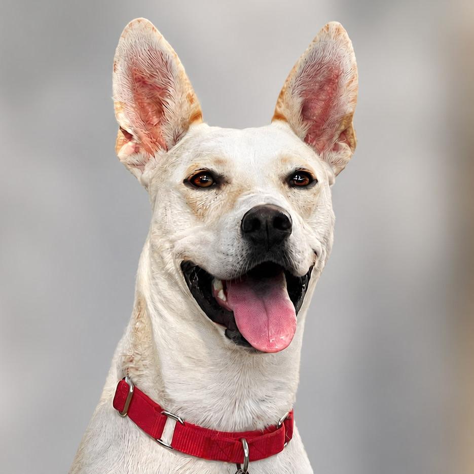 Tatiana, a Adoptable mixed breed in Boerne, TX image 5/5