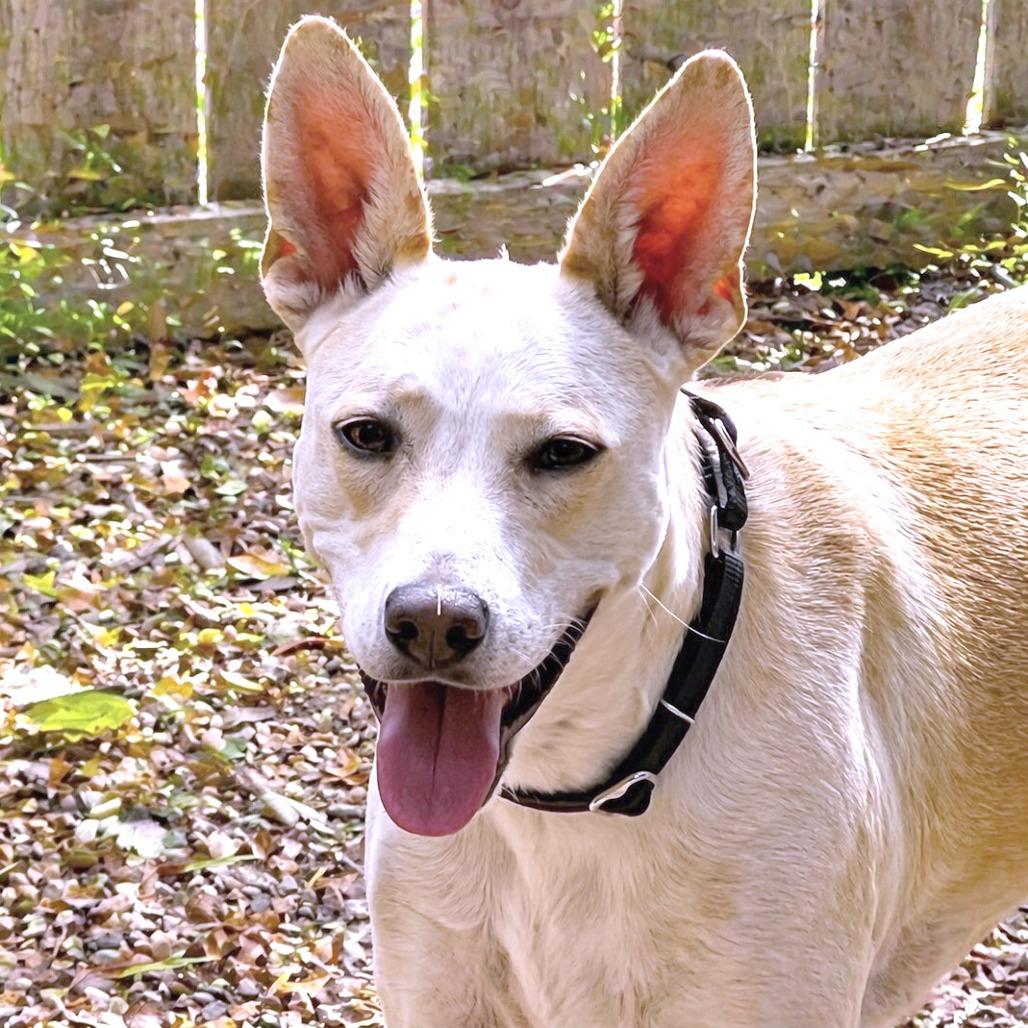 Enlarge Tatiana, a Adoptable mixed breed in Boerne, TX image 6/6