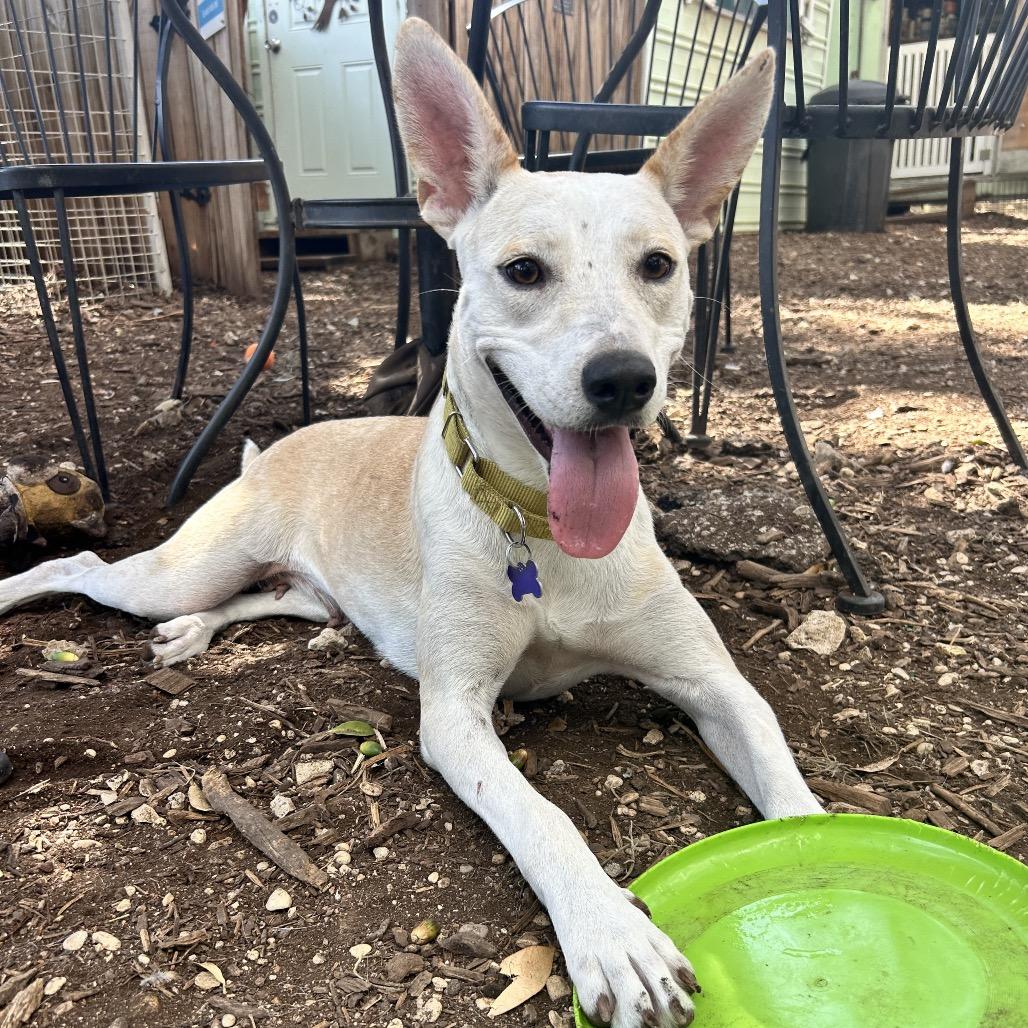 Tatiana, a Adoptable mixed breed in Boerne, TX image 5/5
