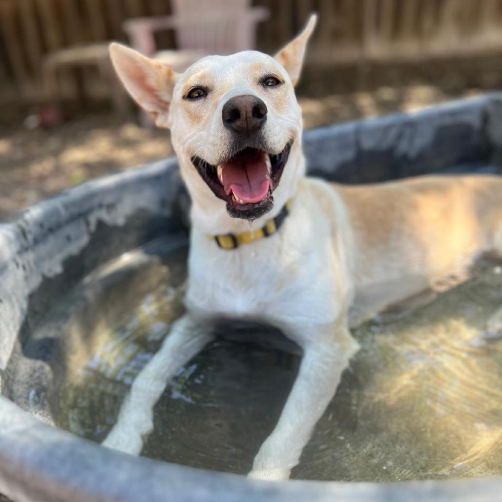 Enlarge Tatiana, a Adoptable mixed breed in Boerne, TX image 6/6