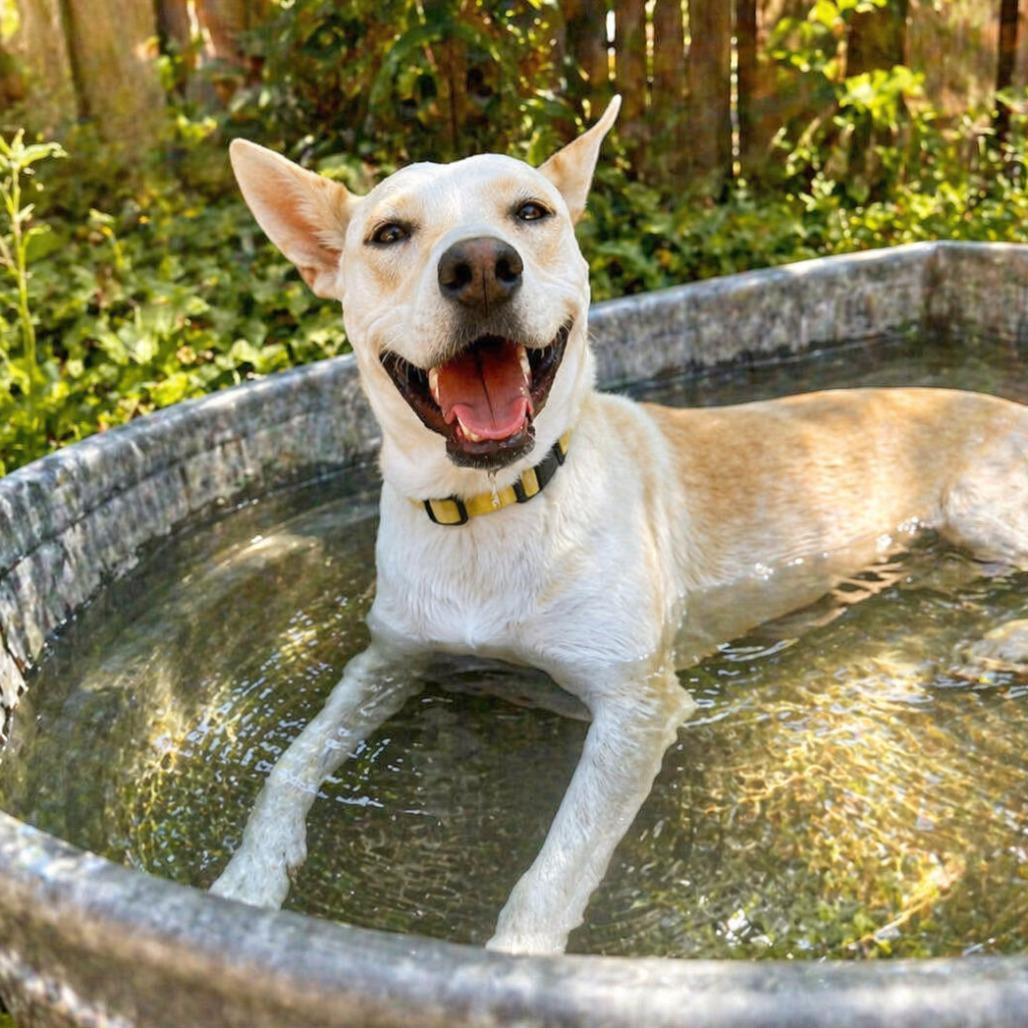 Enlarge Tatiana, a Adoptable mixed breed in Boerne, TX image 6/6