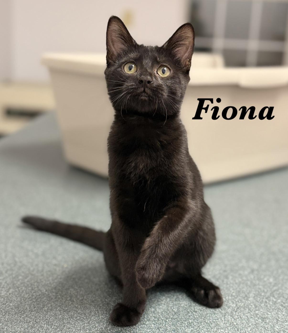 Enlarge Fiona, a Adoptable Domestic Short Hair in Pawleys Island, SC image 1/1