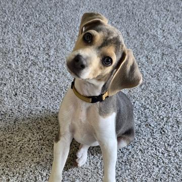 Enlarge Bohdi , a ADOPTABLE Beagle in Torrey, UT image 1/1