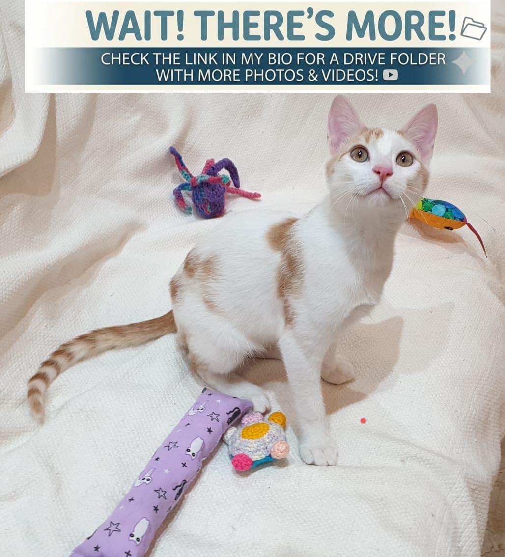 Cream Puff - Affectionate lap kitten - Active & playful, a ADOPTABLE mixed breed in North York, ON image 4/4