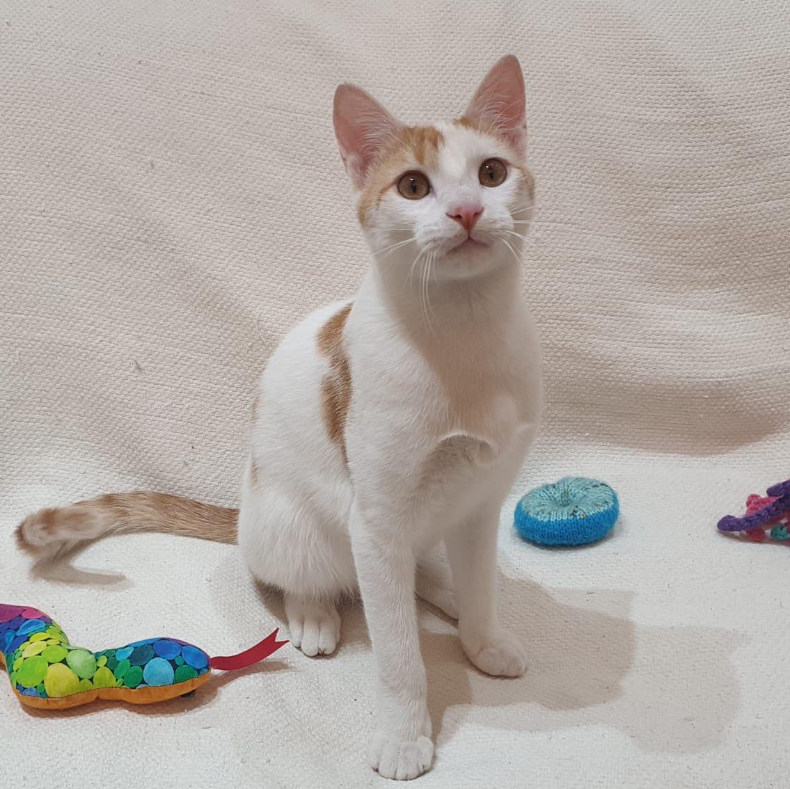 Cream Puff - Affectionate lap kitten - Active & playful, a ADOPTABLE mixed breed in North York, ON image 3/4