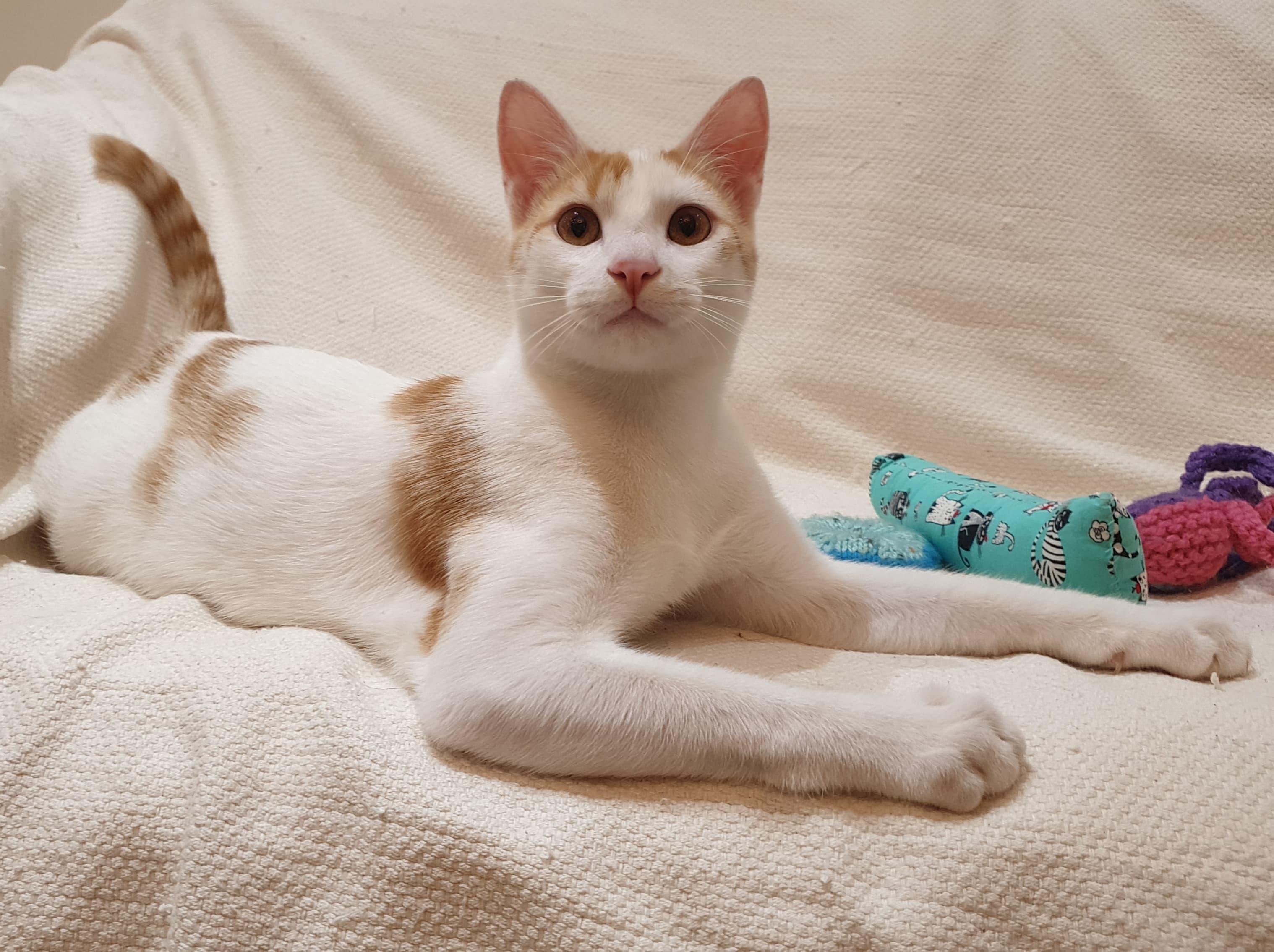 Cream Puff - Affectionate lap kitten - Active & playful, a ADOPTABLE mixed breed in North York, ON image 1/4