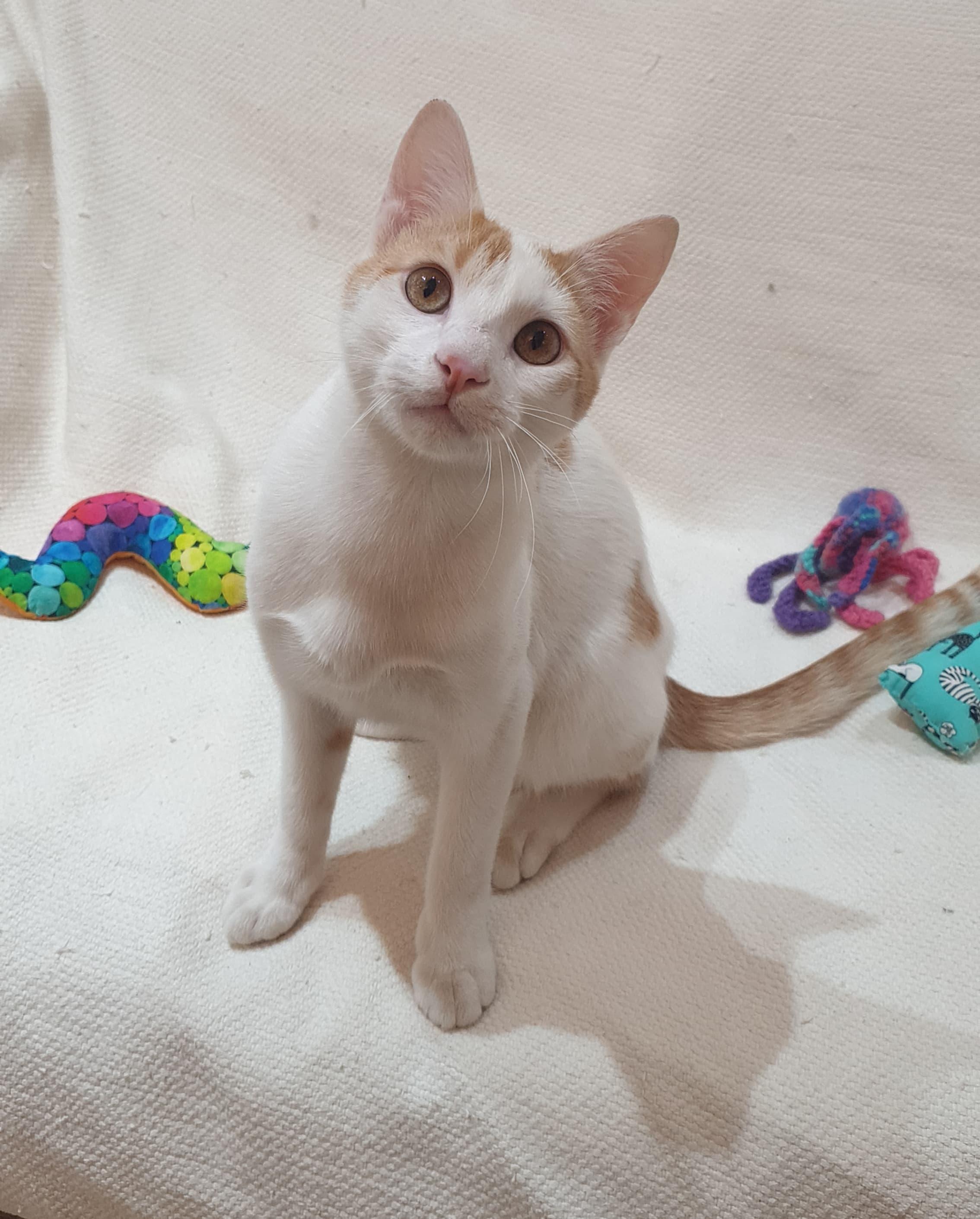 Cream Puff - Affectionate lap kitten - Active & playful, a ADOPTABLE mixed breed in North York, ON image 2/4